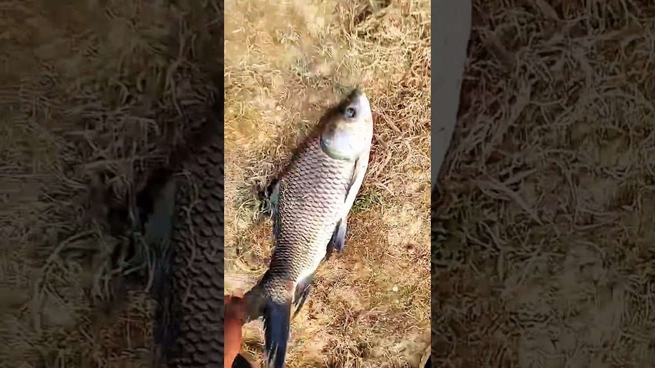 amazing net fishing aquarium fish catching video 