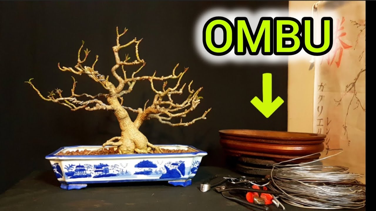 ⚠ COMO HACER UN BONSAI de OMBU TRASPLANTE / TRASBASE ⚠