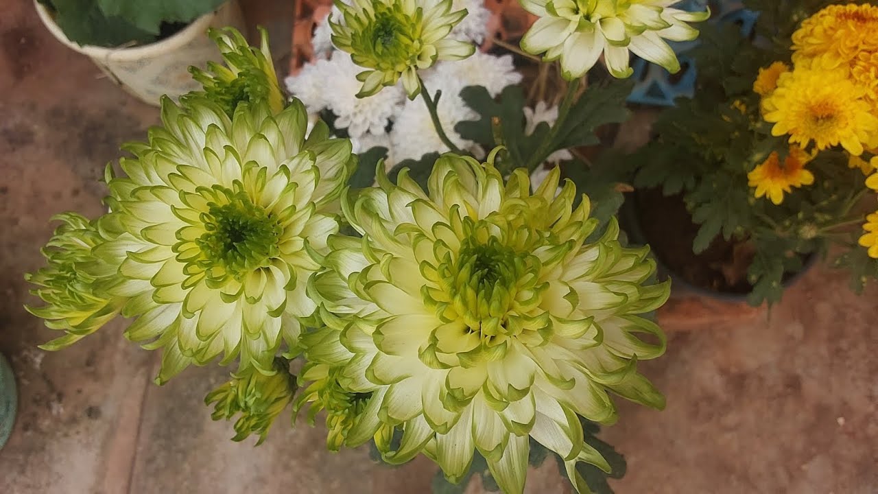 மாடிதோட்டத்தில் பூத்துக் குலுங்கும் செவ்வந்தி பூக்கள்//chrysanthemum flowers in our terrace garden 
