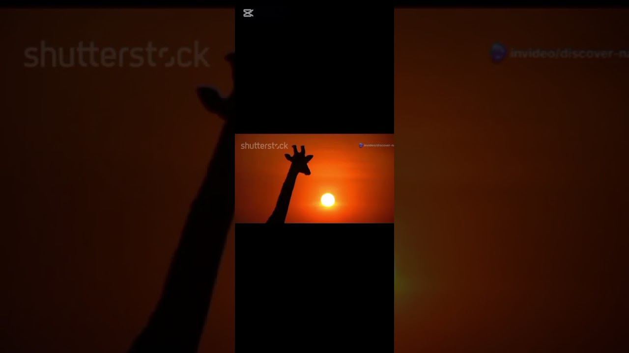 &ldquo;Why Giraffes Are the Gentle Giants of Africa | Discover Nature&rdquo; TikTok):#DiscoverNature#GiraffeFact