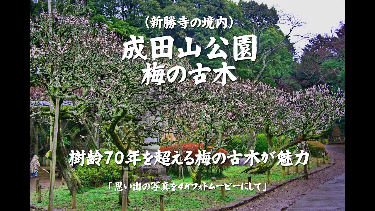 成田山公園（梅の古木）樹齢70年を超える梅の古木が魅力　４Ｋ