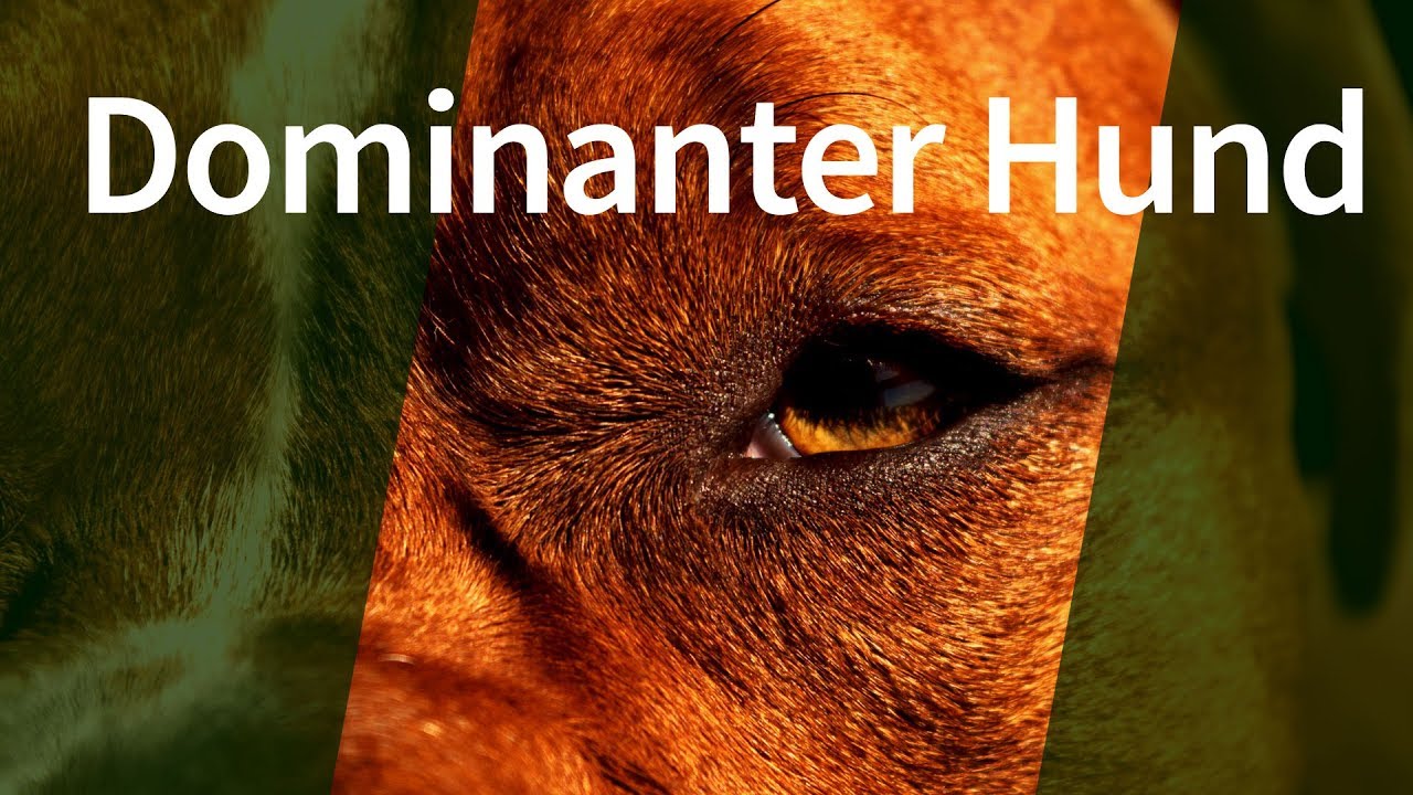 Dominanter Hund ► Gibt es dominantes Verhalten bei Hunden tatsächlich?