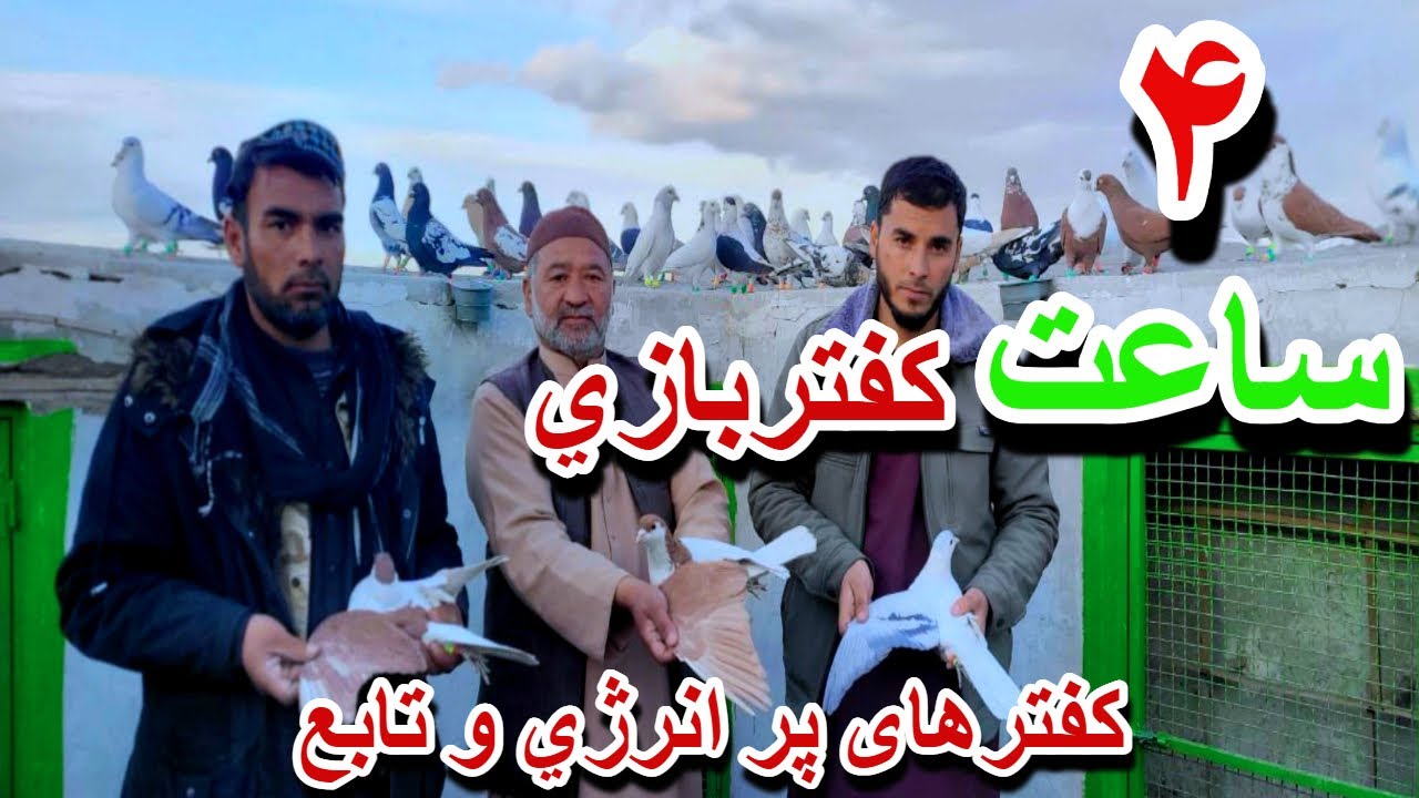 ۴ ساعت کفتربازي کمال و تجربه عالي در کار است/ کفتربازي متفاوت/ کفترهای پرانرژي/ شکارها