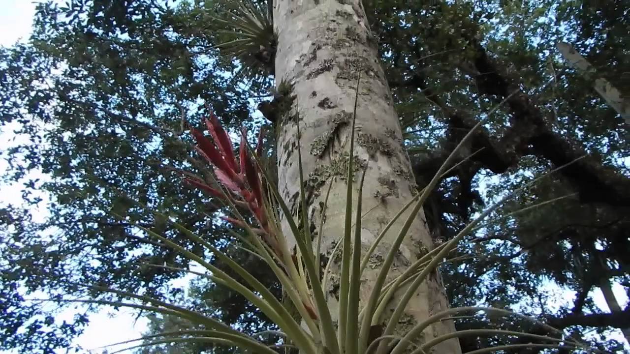 Air Plants on a Palm Tree - Crazy South Florida Gardening!