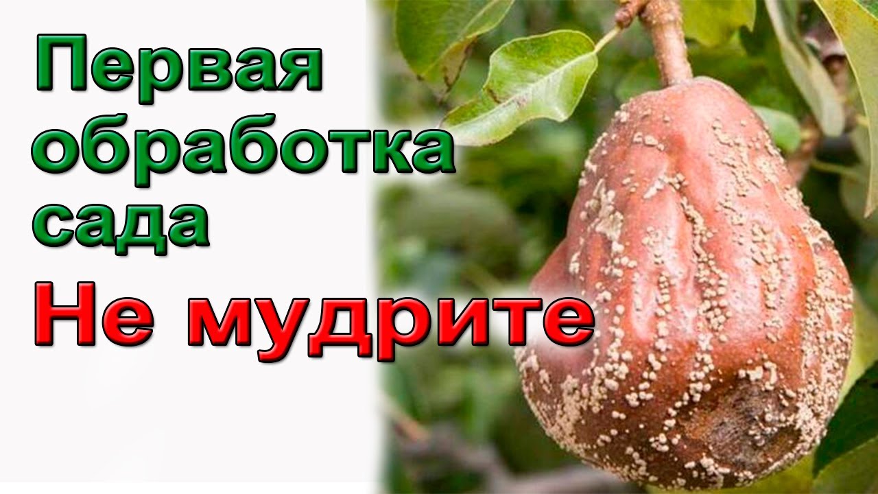 Первая обработка сада.  Не мудрите