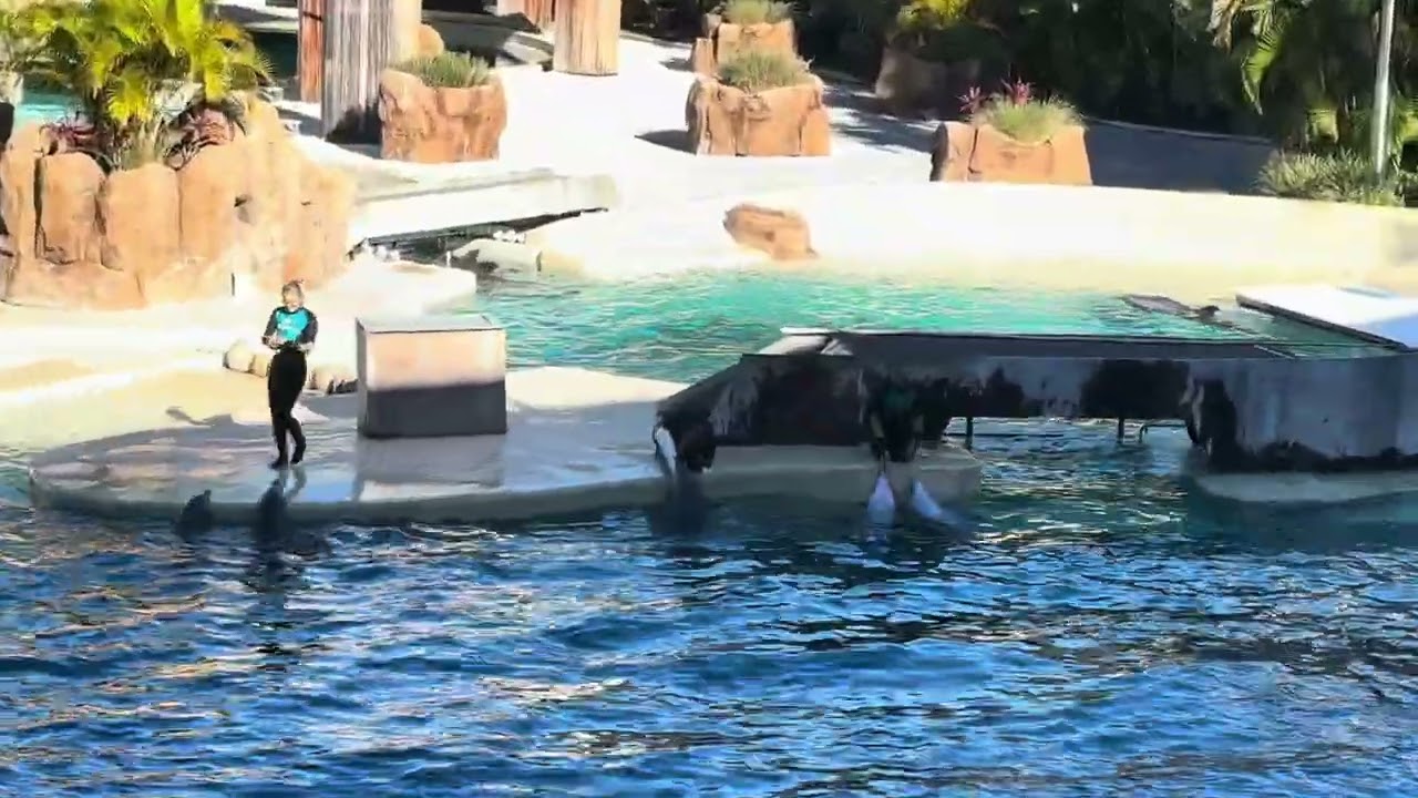 Dance Dolphins 🐬 Dance…