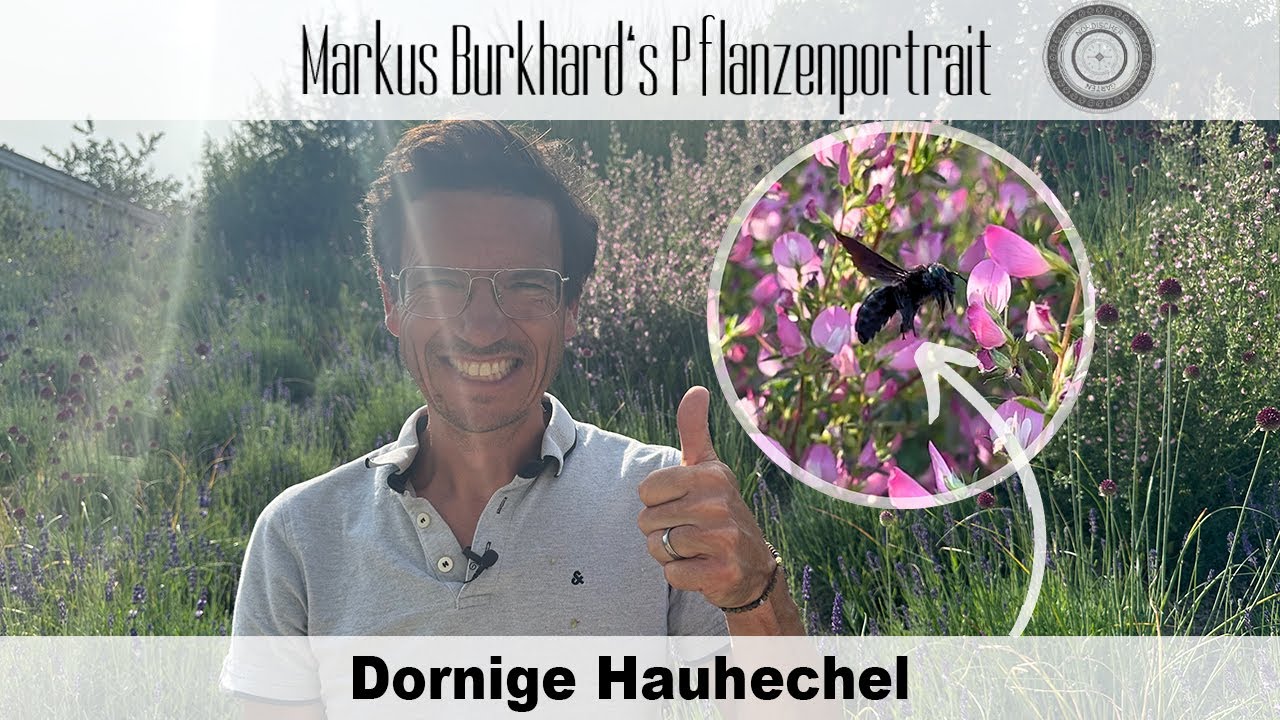 Hole dir EUROPAS größte WILDBIENE in DEINEN Garten! 🐝