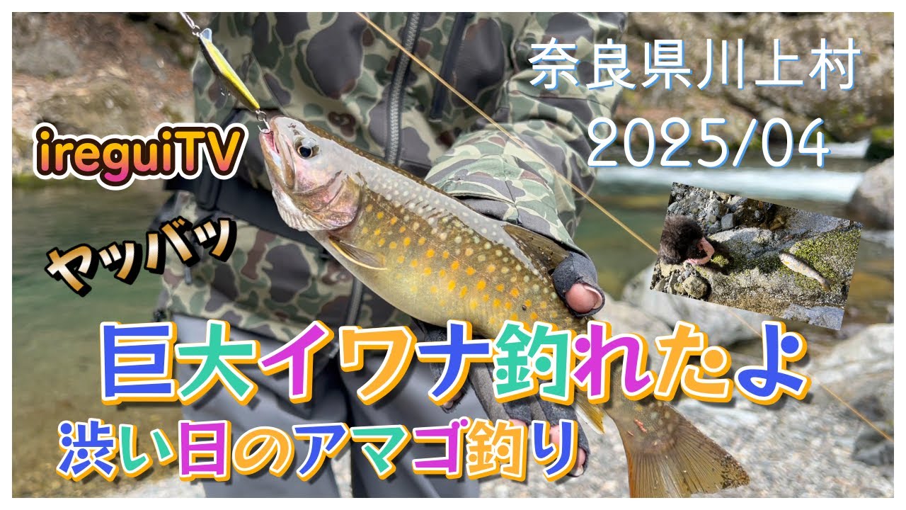 【渓流釣り】奈良県川上村で主みたいなでっかいイワナ釣れました。アマゴ釣ってたらニホンカモシカやってきた 