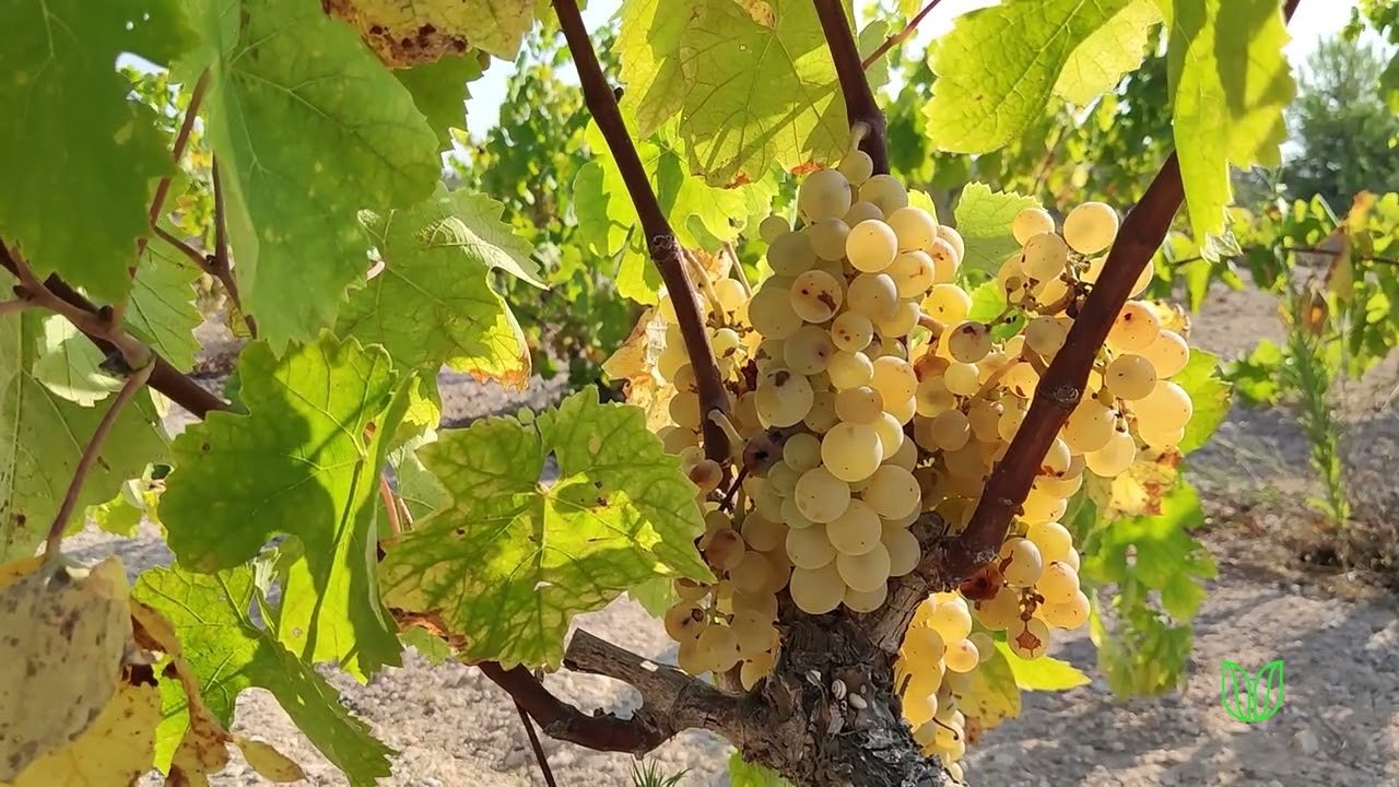 Vendimia de La Mata - Vega Baja del Segura