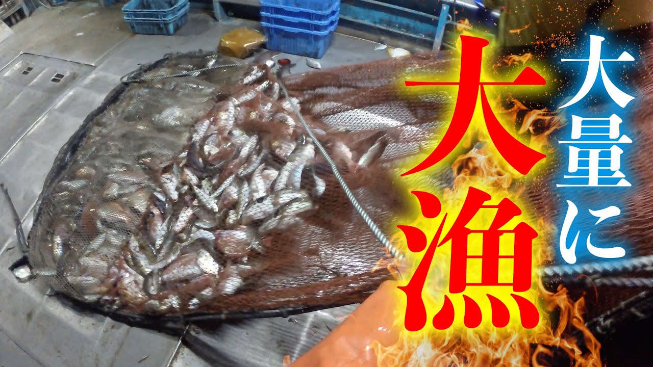 大量に大漁！！！？久しぶりに豊漁でした...！！
