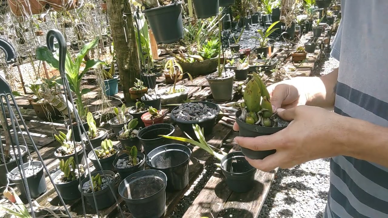 Replante de cattleya elongata, Cattleya sincorana e Encyclia alboxanthina.