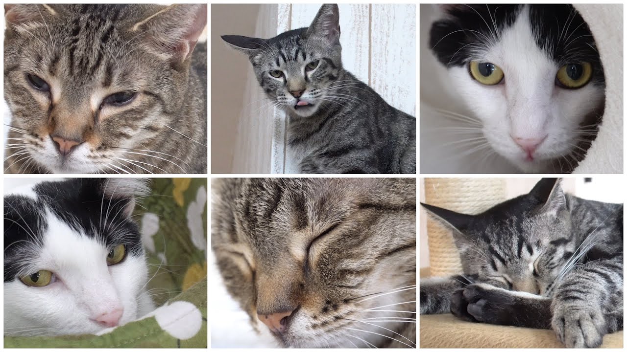 NyankuruTV vol.5  にゃんくるTV【かわいい猫カフェ／保護猫】【Cute Cat Cafe】
