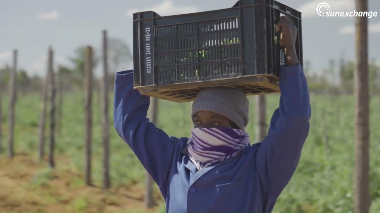 Sun Exchange Solar Crowdsale: Rostra Grape Company