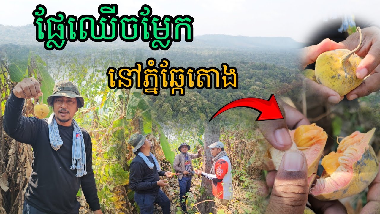 ផ្លែឈើចម្លែកនៅភ្នំឆ្កែតោង