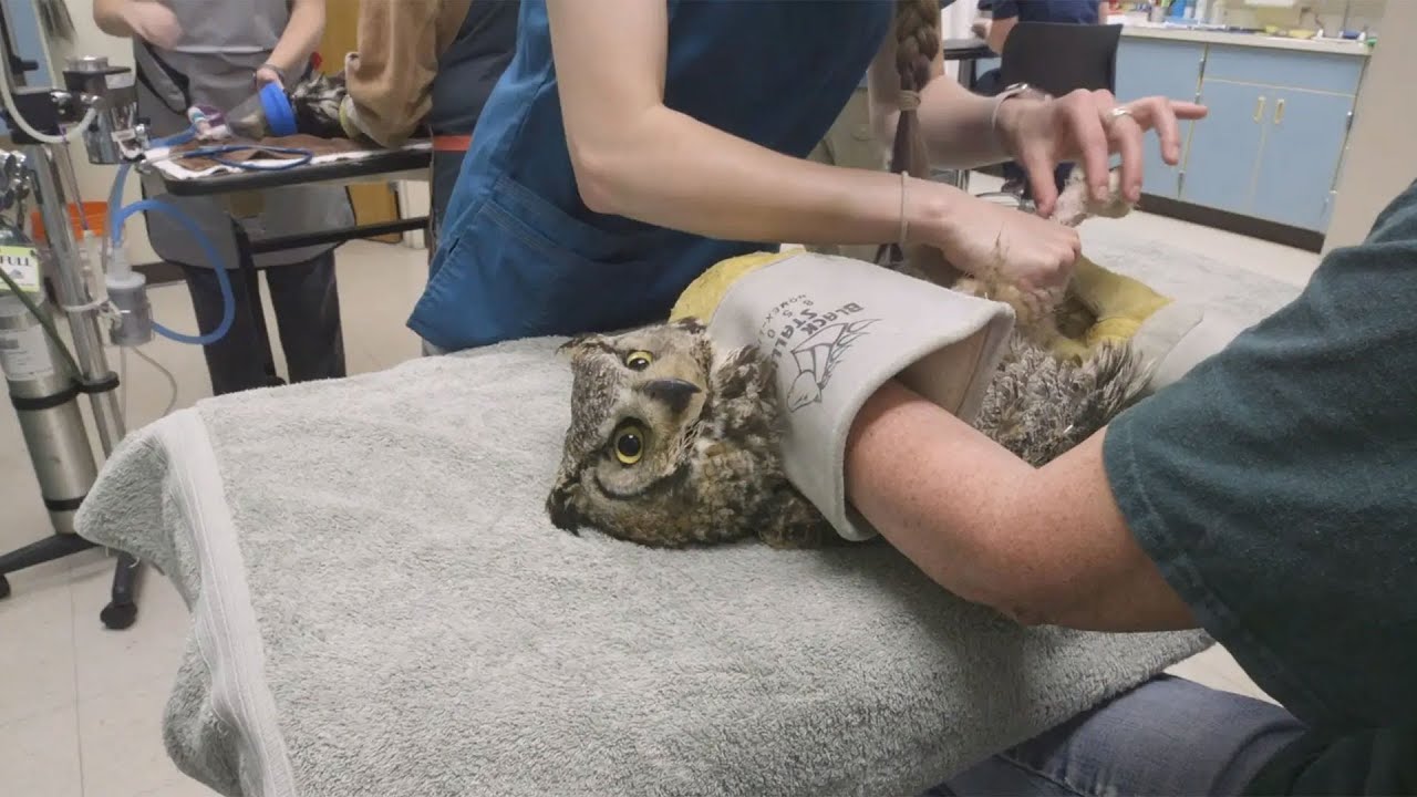 Raptor Rehab