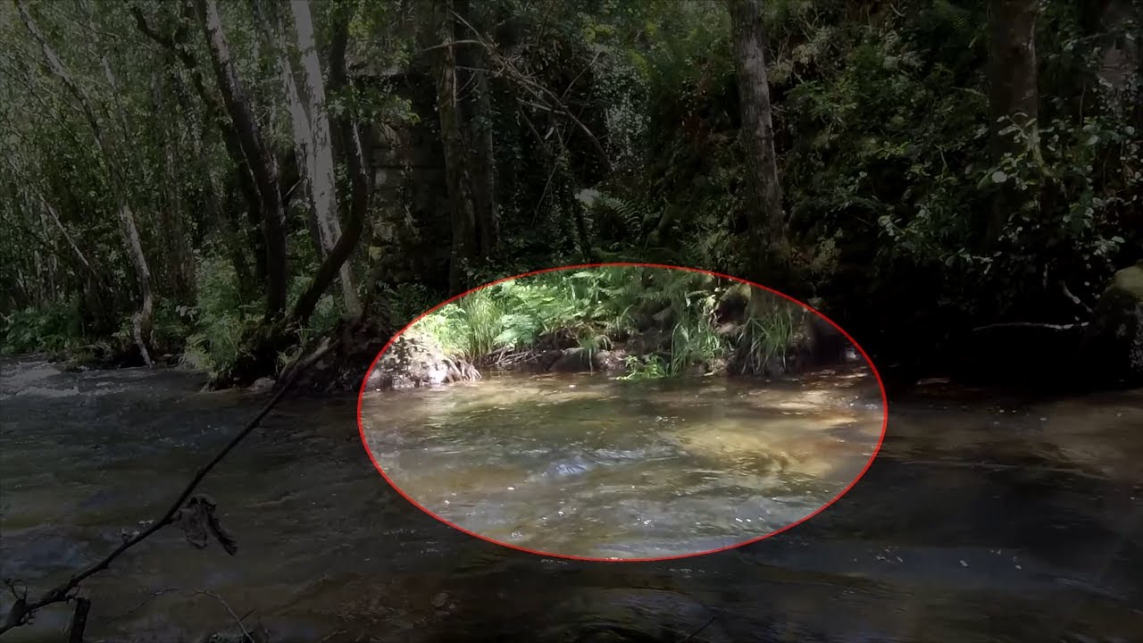 🎣 Pesca a mosca sin secretos Galicia Junio 2020 🐟
