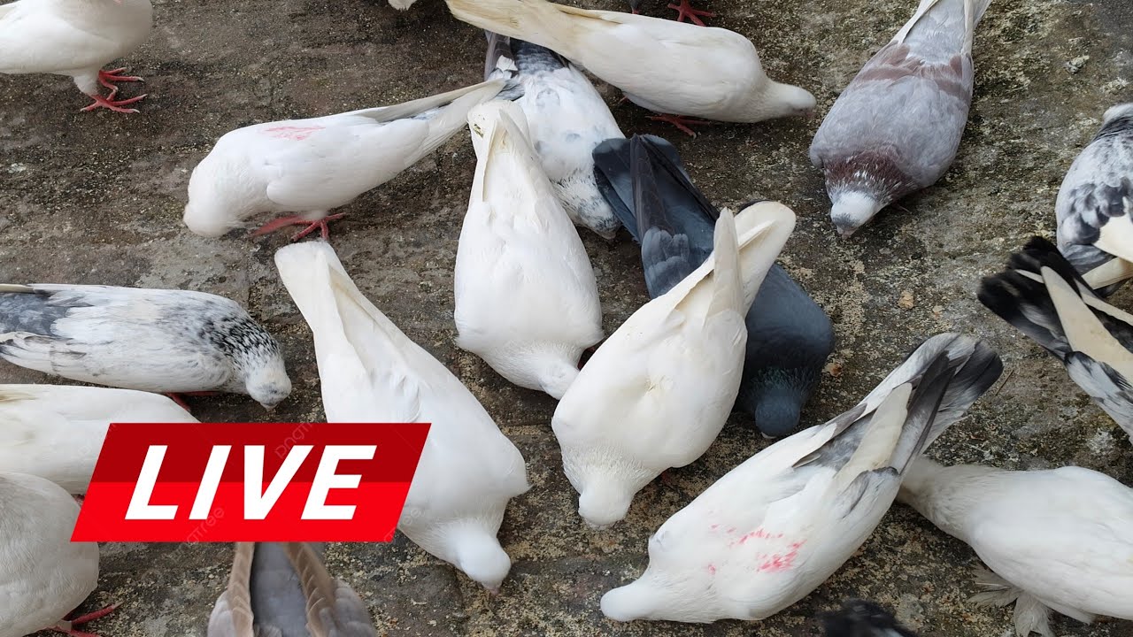 Pigeons Loft Live streaming video