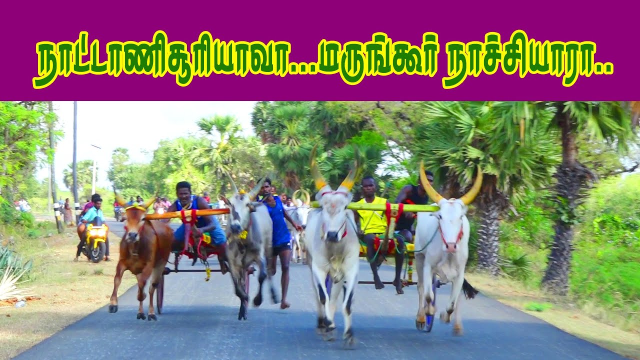 amutham_studio|புதுக்கோட்டை (மா) மிரட்டுநிலை பந்தயம் மாடு சின்ன பிரிவு -2  |/05//04//2022