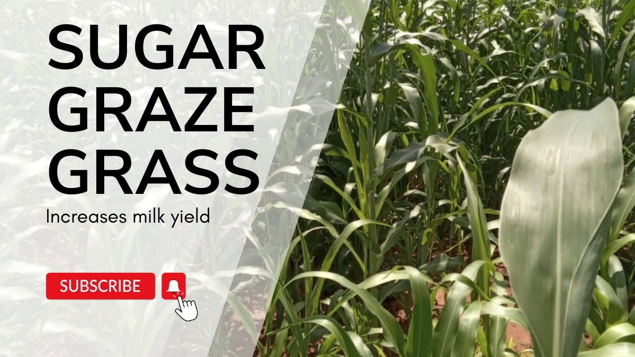 Sugar graze grass farmers ripping benefits from it#agriculturetips #bridgingknowledgegap #sugargraze