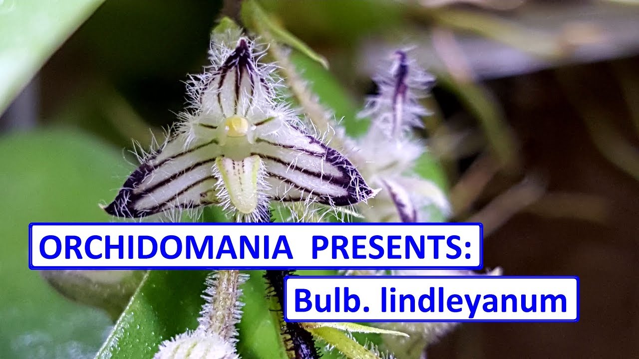 Orchidomania Presents: Bulb Lindleyanum Flowers