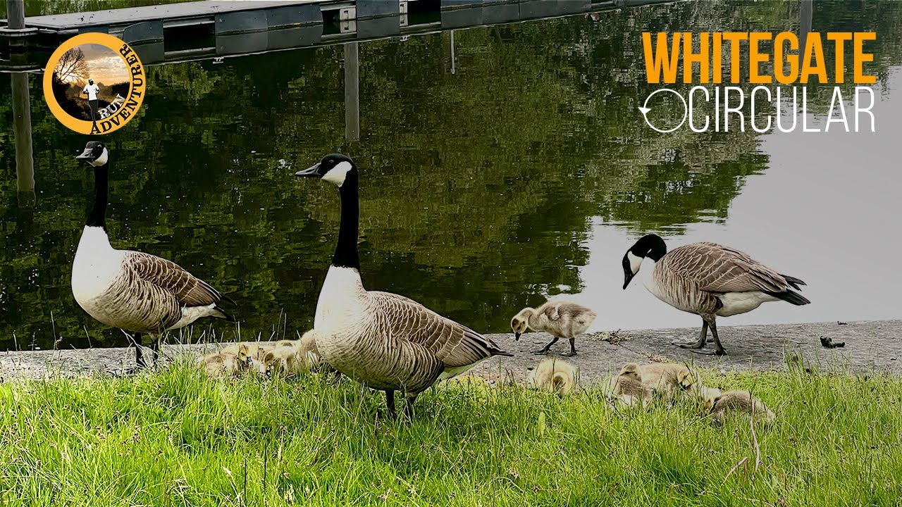 Whitegate Circular - 6 Miles including Bogart Brook, The Whitegate Way & River Weaver