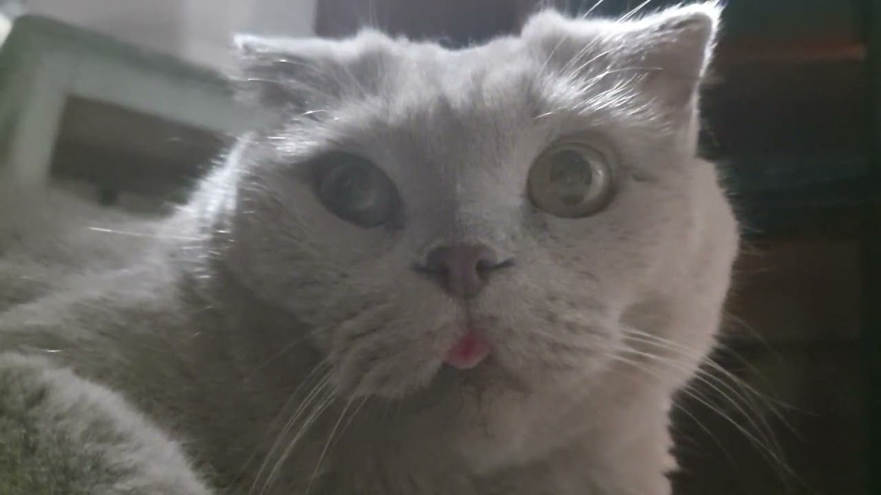 котяра