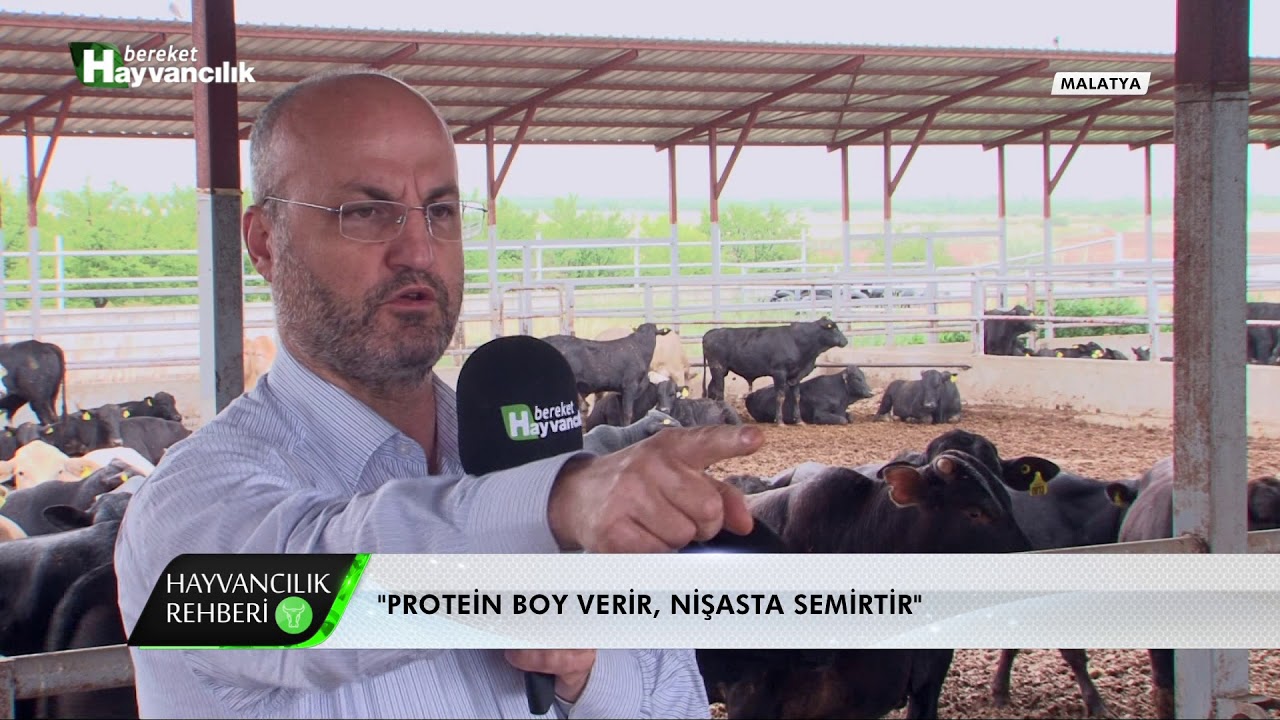 Hayvancılık Rehberi - Besi Malına Yonca Verilmeli Mi?
