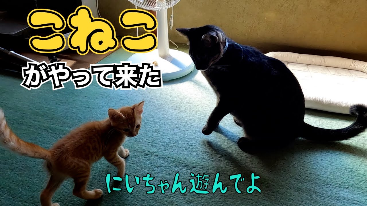 子猫がやって来た‼️😊　　「にいちゃん遊んでよ」