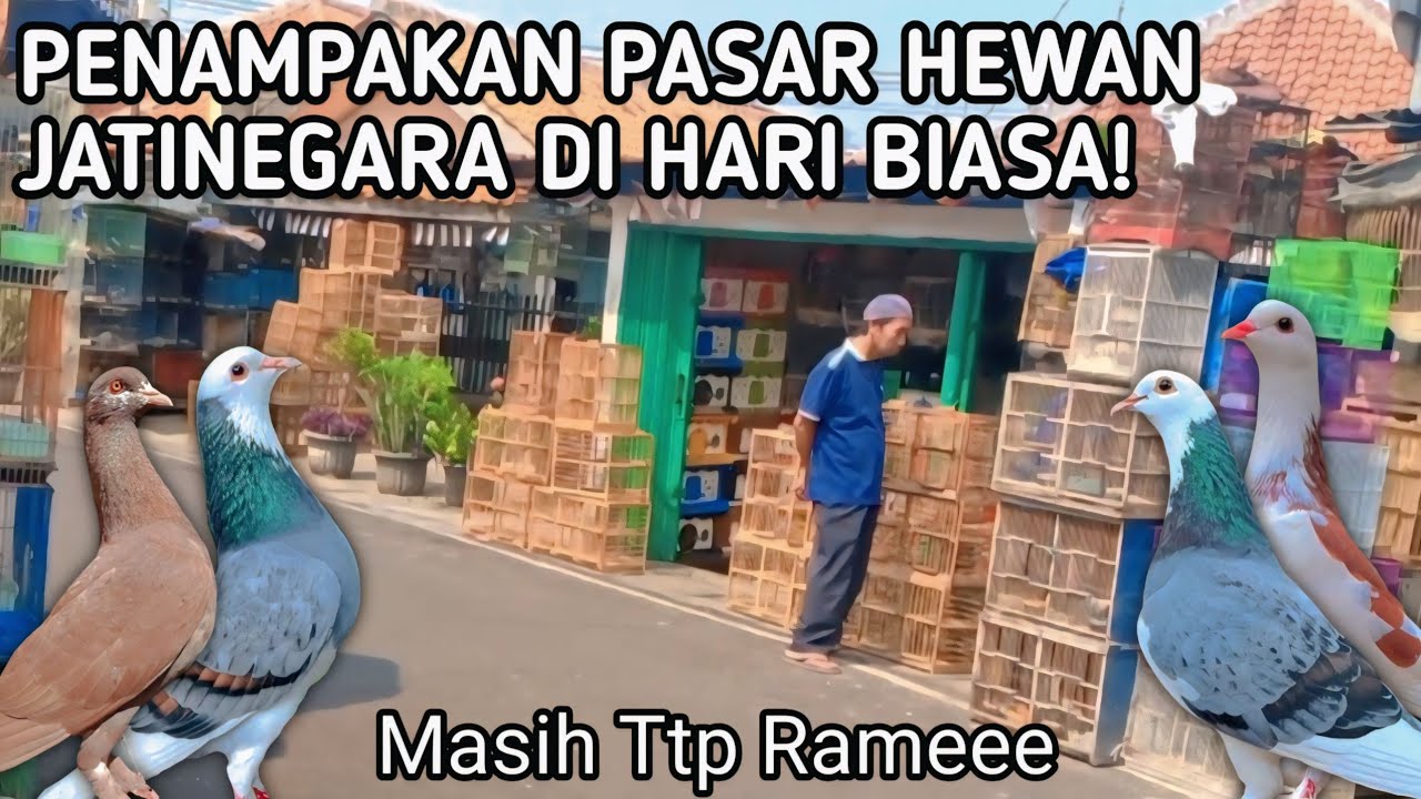 PANTAU LANGSUNG HARGA BURUNG MERPATI & PAKAN DI PASAR HEWAN JATINEGARA DI HARI BIASA!