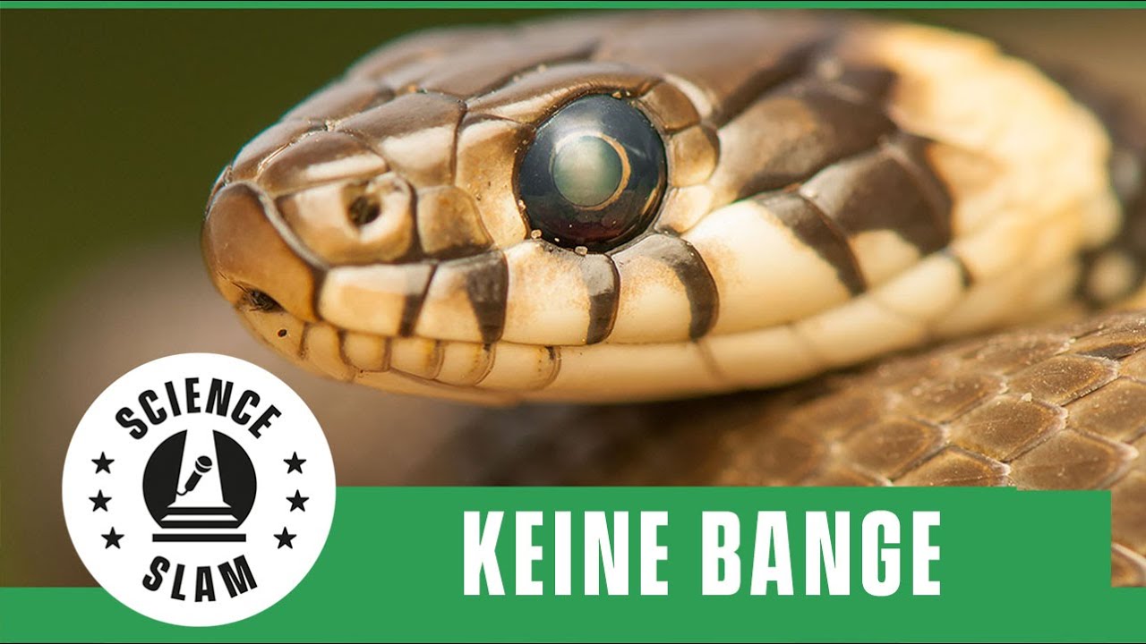 Keine Bange vor der Schlange (Sebastian Lotzkat – Science Slam)