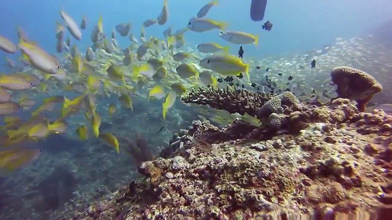 Diving Bida Nok & Nai GoPro