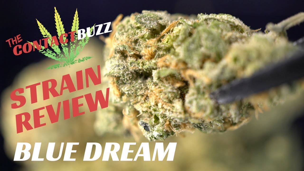 Blue Dream Strain Review - The Contact Buzz