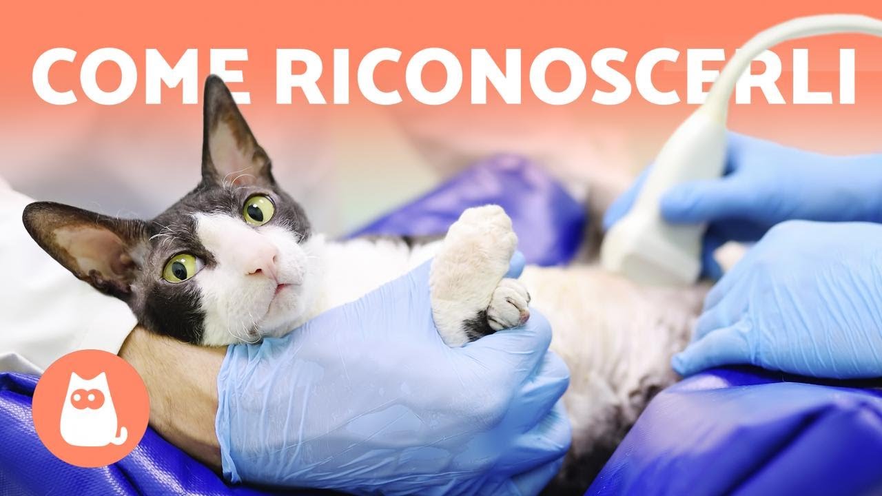 6 SINTOMI di una GATTA INCINTA