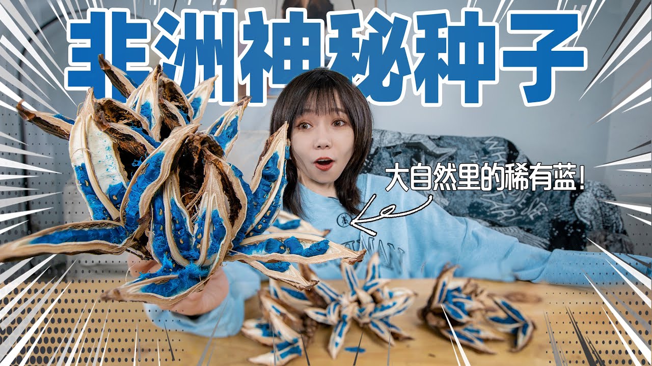 用非洲神秘种子！炼制1000年前的蓝色颜料！能成功吗？ | DIY