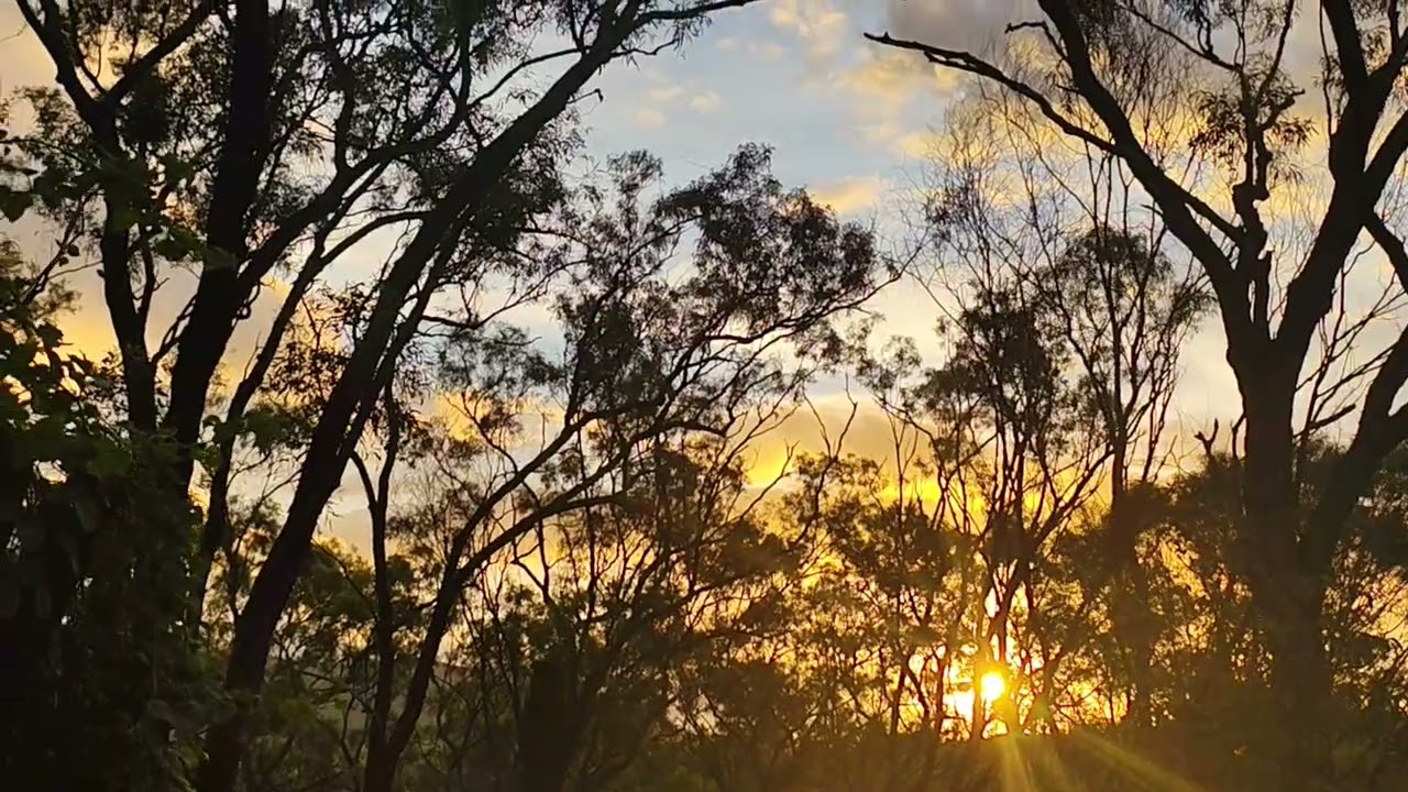 Good evening from the ancient forest 
