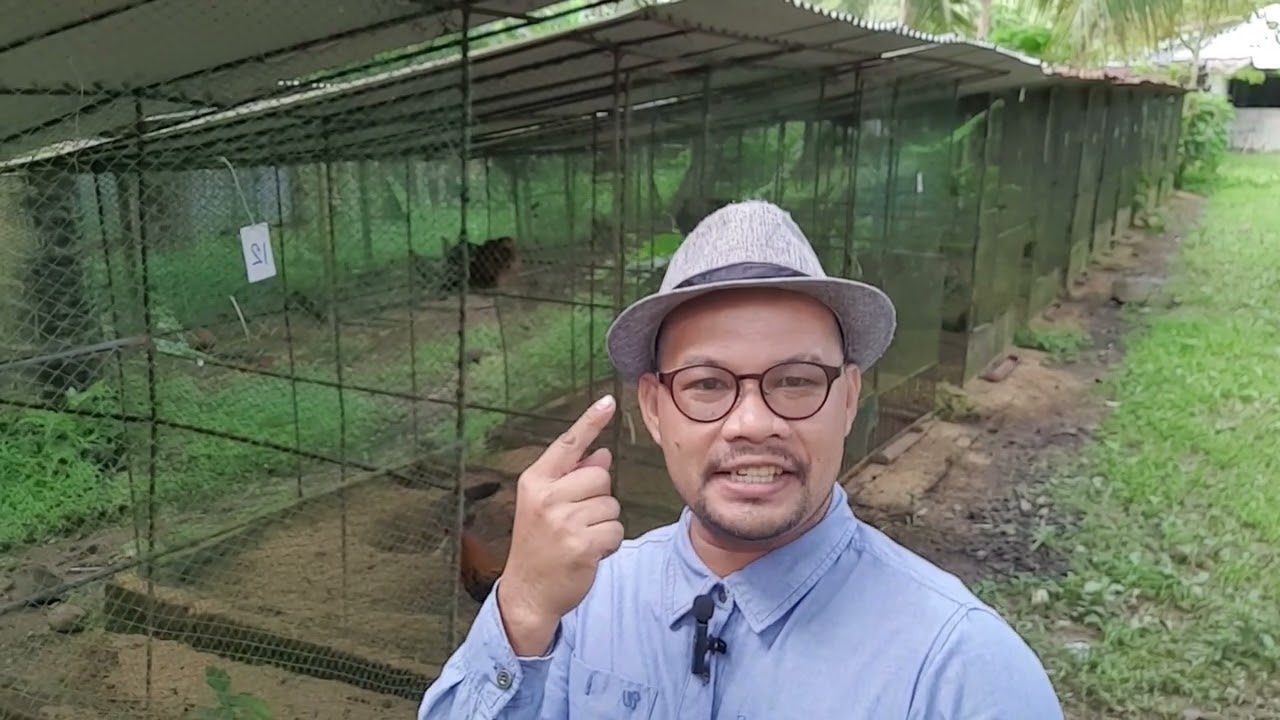 Bakit tumitigil sa pangingitlog ang mga Manok sa kalagitnaan ng Breeding