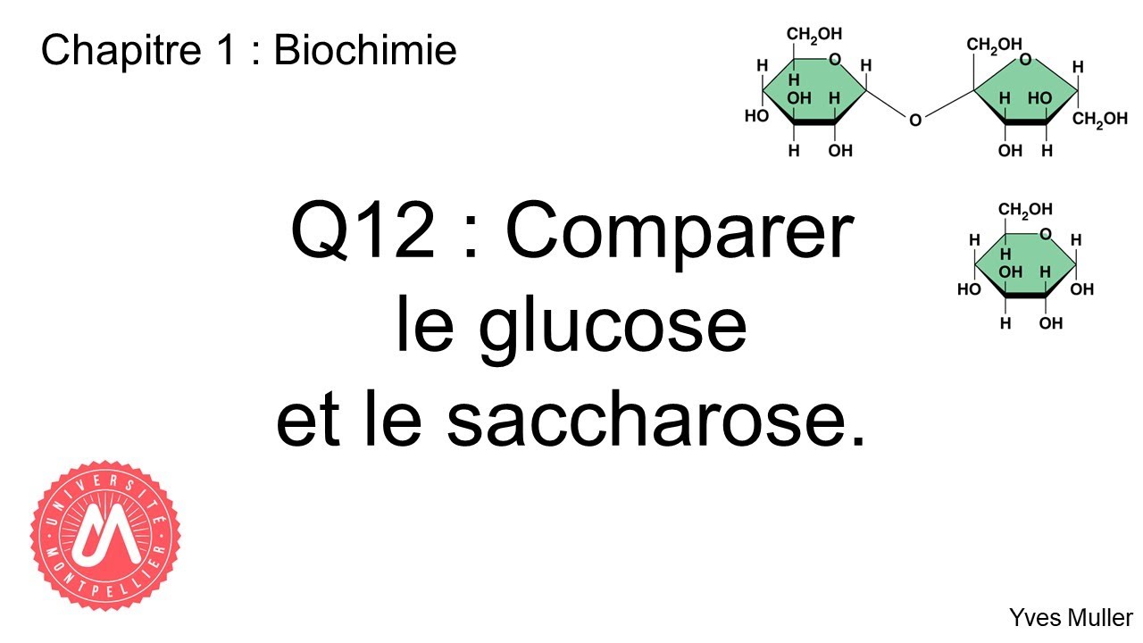 Chapitre 1 : Biochimie - Q12 : Comparer le glucose et le saccharose.