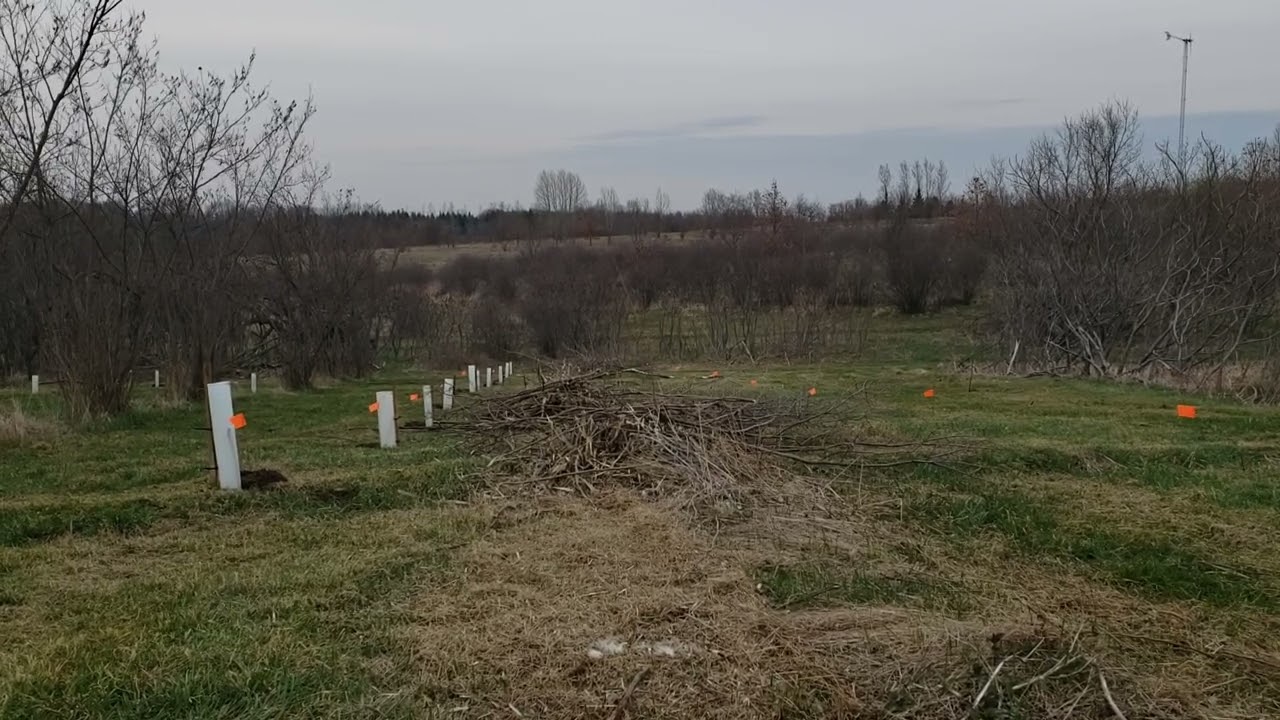 Hazelnut Renewal Pruning Strategy