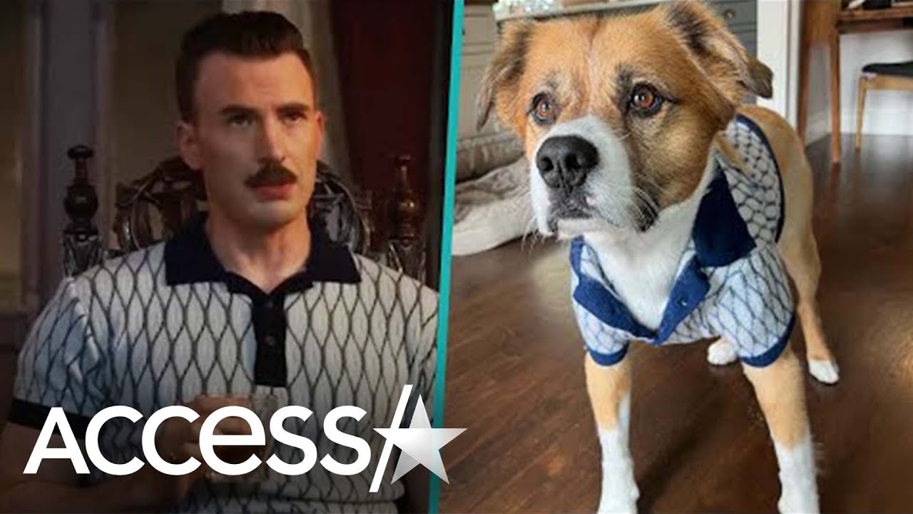 Chris Evans' Dog Wears His Own Mini 'Gray Man' Shirt