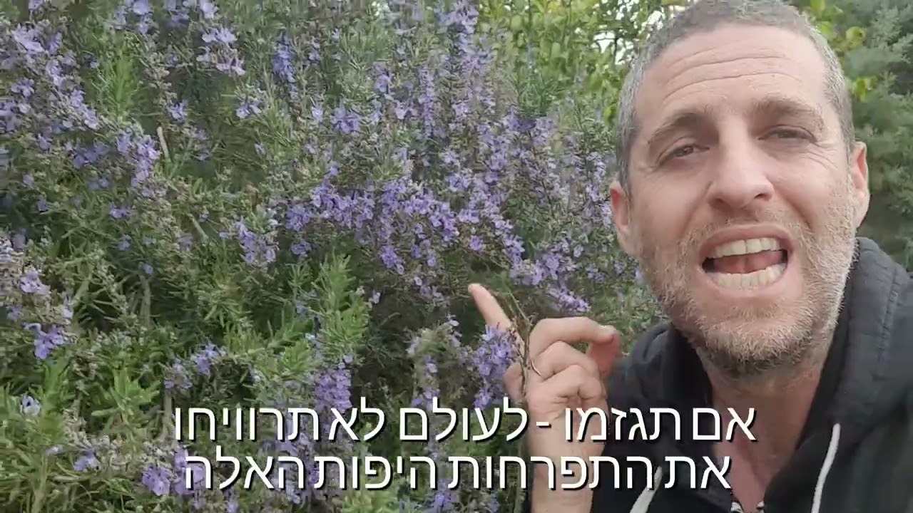 לא גוזמים את הרוזמרין כמו גדר חיה