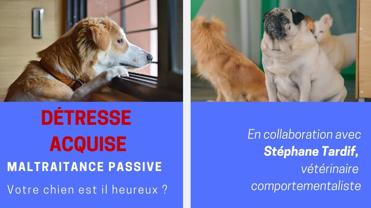Mon chien est il heureux ? Maltraitance passive et d&eacute;tresse acquise : les signes ?