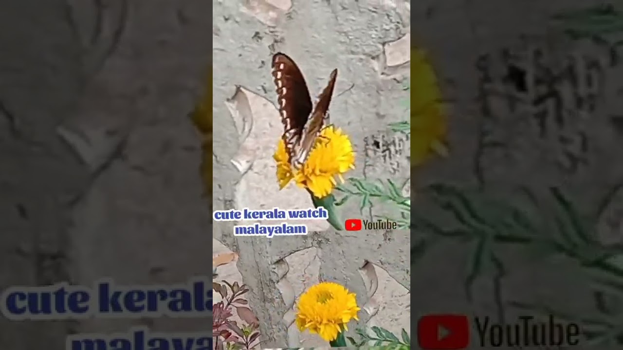 butterfly return marrygold  /homegarden/#watch/#yoitube/#shorts/#subscribe/#cutekeralawatchmalayalam