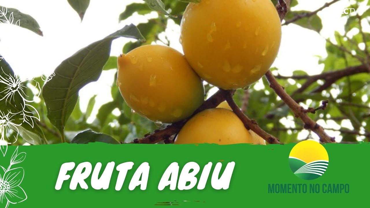 MOMENTO NO CAMPO #81 | VOCÊ CONHECE A FRUTA ABIU?