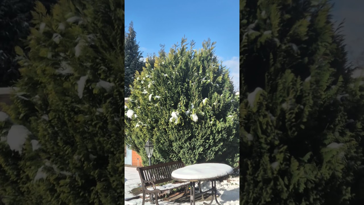 Sunlit snow #snow #calmmorning
