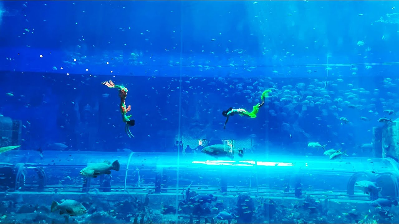 Nàng tiên cá tại thuỷ cung Vinpearl land Phú Quốc- Mermaid at Vinpearl Land Phu Quoc Aquarium