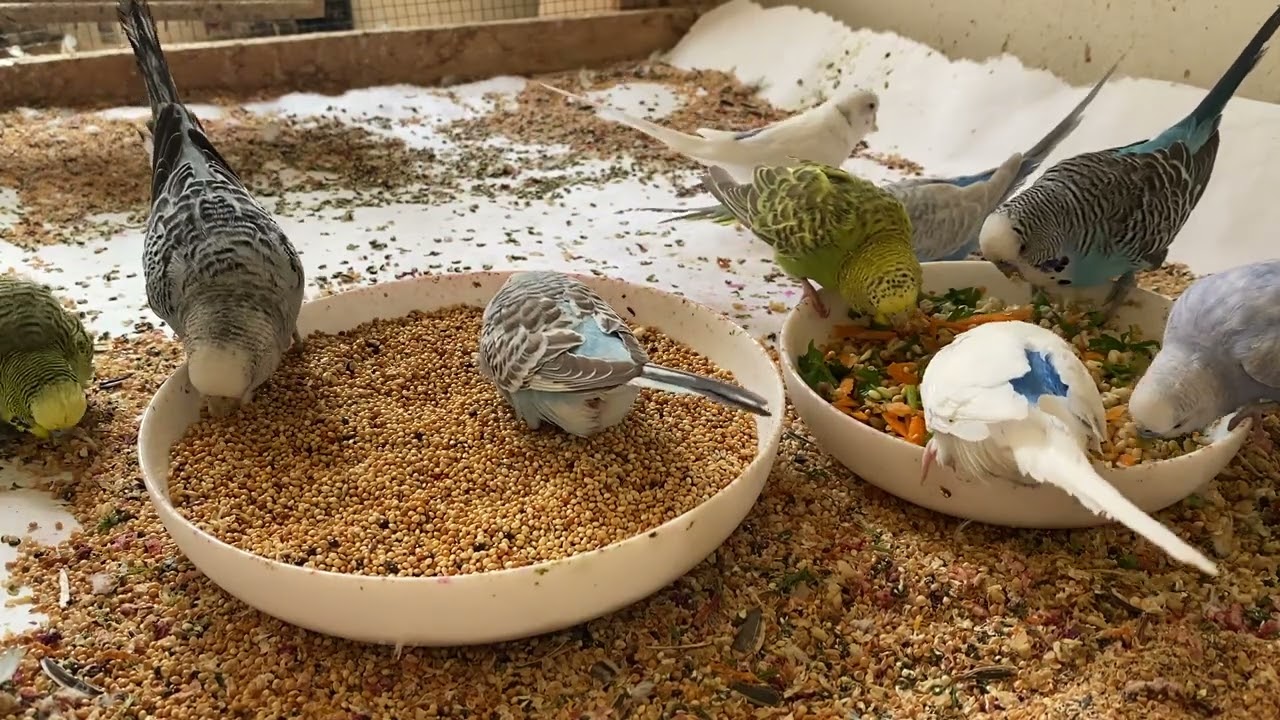 3 Hour 8 Minute Budgies Sounds, Budgies Feeding Time Relax ASMR HD 1080P 60FPS
