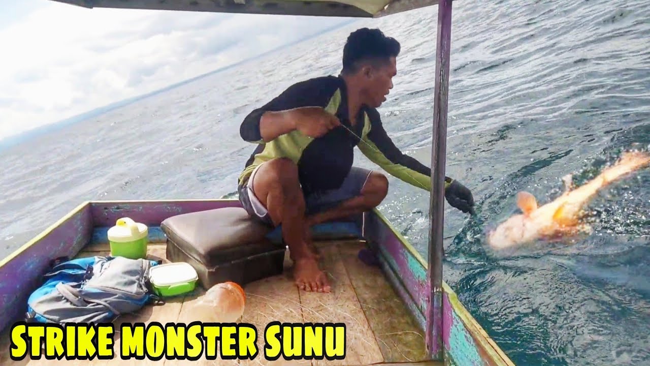 DAPAT TEMPAT IKAN KERAPU SUNU || auto bisa jadi sultan kalau tiap hari kek gini
