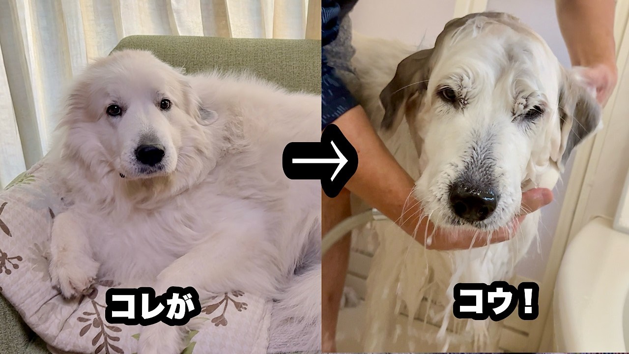 祖父母にお風呂でもみくちゃに洗濯される超大型犬【重労働編】