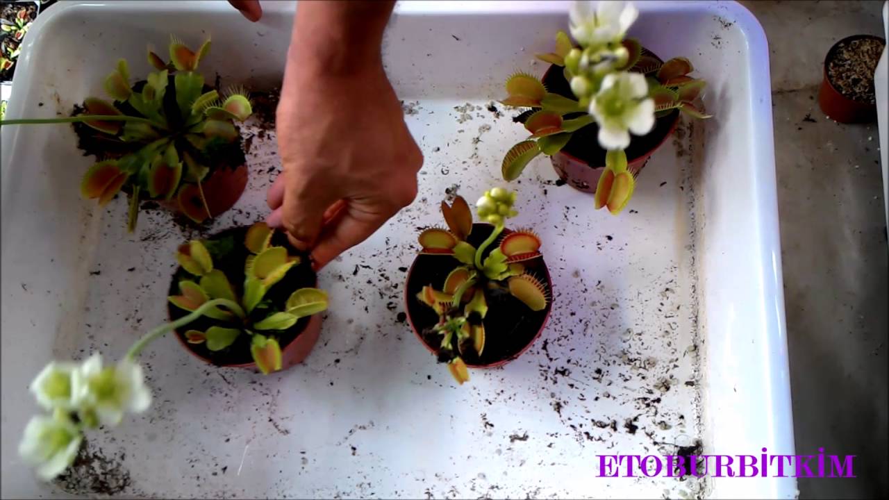 Sinek Kapan Tozlaştırma Venus Fly Trap