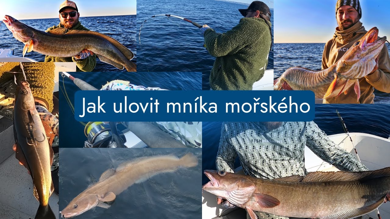 Jak ulovit mníka mořského